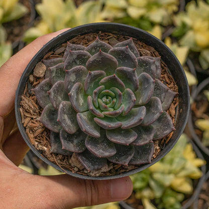 Echeveria Blue Prince