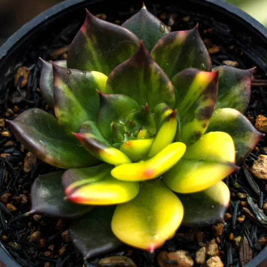 echeveria black prince