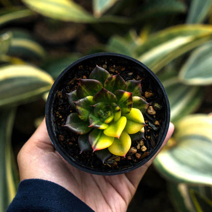 echeveria black prince