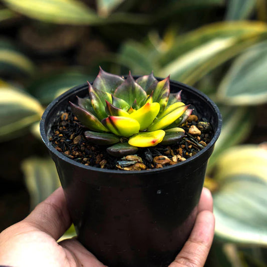 echeveria black prince