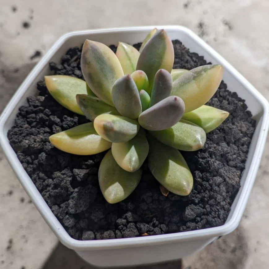 echeveria blue mist variegated