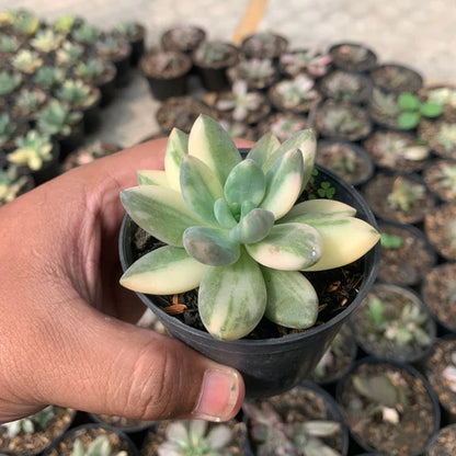 echeveria blue mist variegated