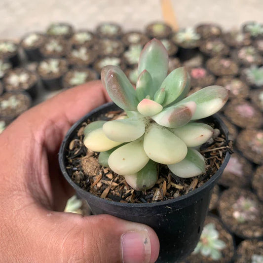 echeveria blue mist variegated