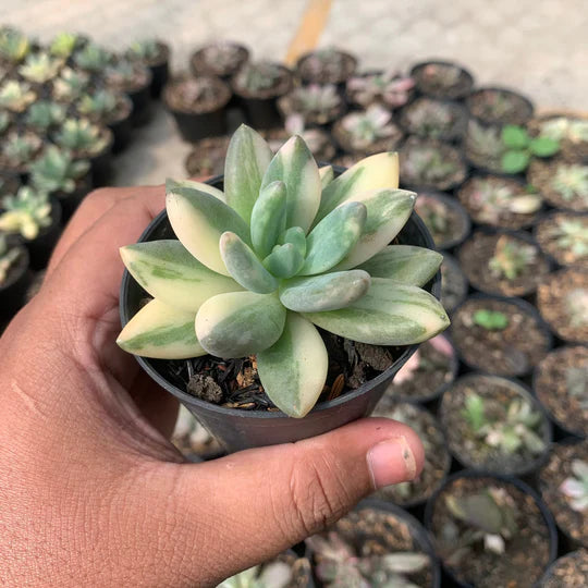 echeveria blue mist variegated