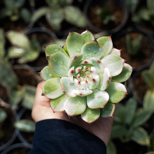 echeveria cihuahua variegated