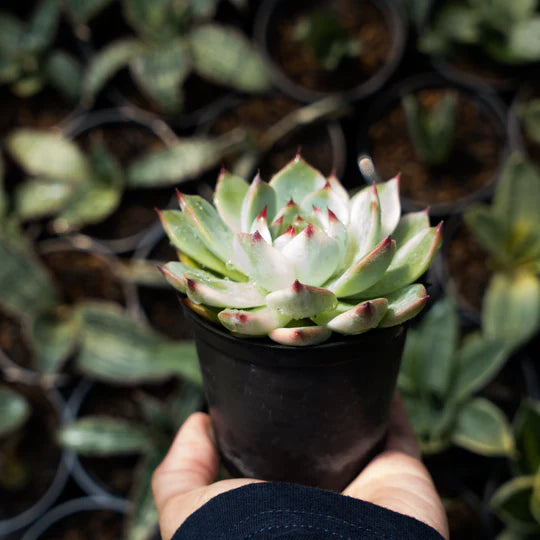 echeveria cihuahua variegated