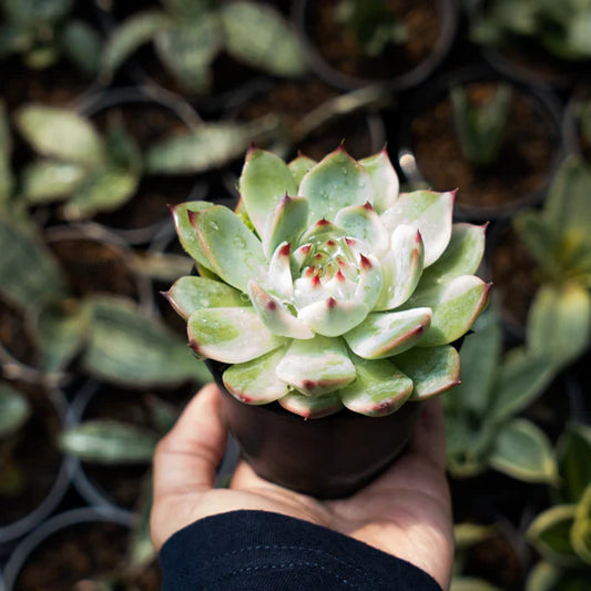 echeveria cihuahua variegated