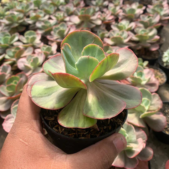 echeveria fartiodes variegated