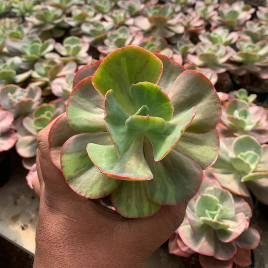 echeveria fartiodes variegated