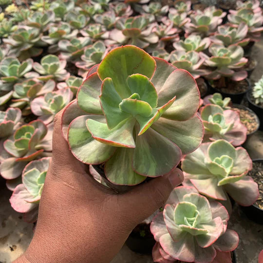 echeveria fartiodes variegated