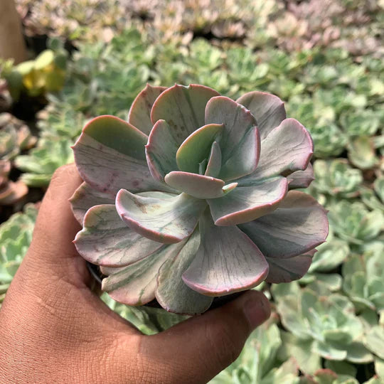 echeveria faulbunyan mutation