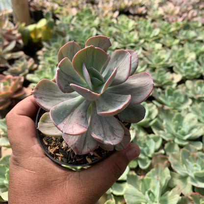 echeveria faulbunyan mutation