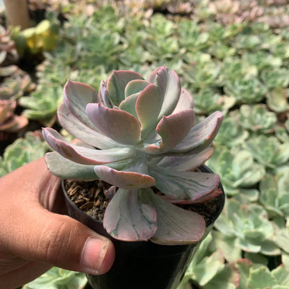 echeveria faulbunyan mutation