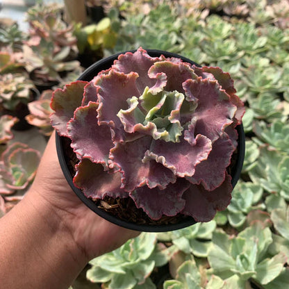 echeveria king dragon