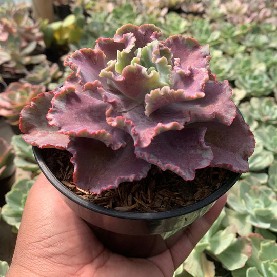 echeveria king dragon