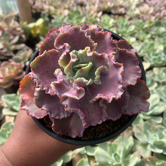 echeveria king dragon