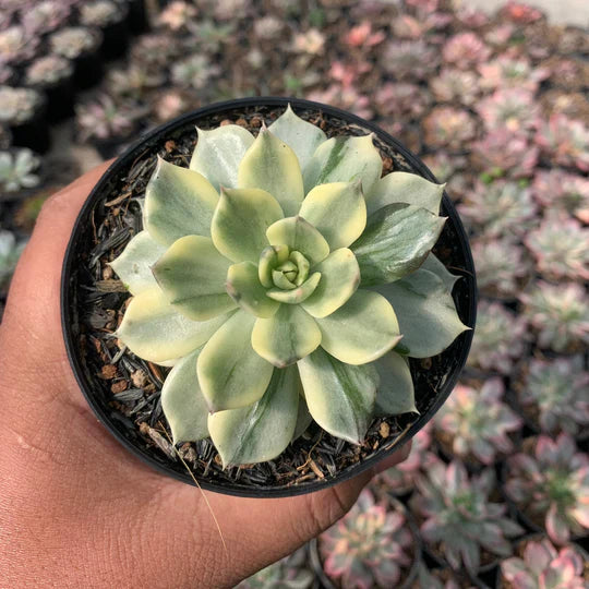 echeveria white prin