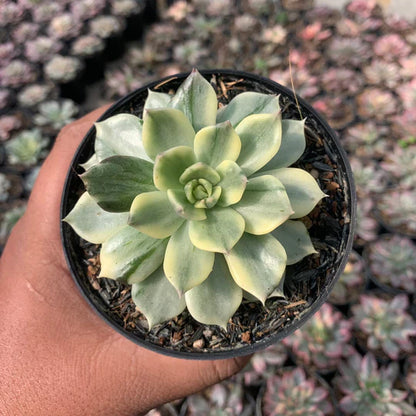 echeveria white prin