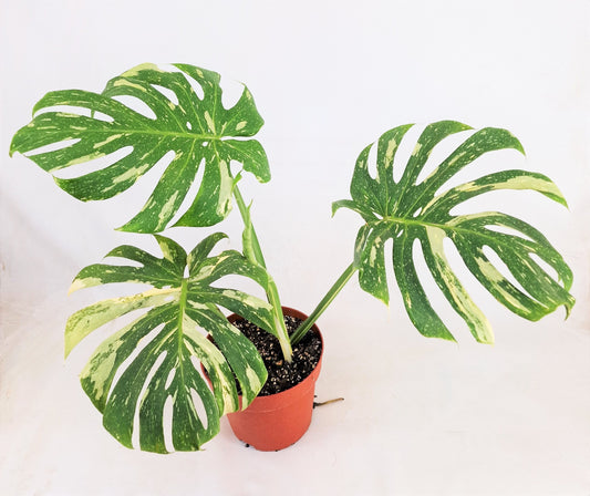 Monstera Thai Constellation L