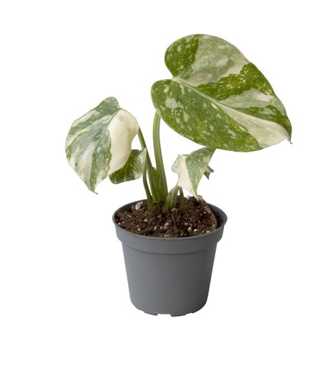 Monstera 'Thai Constellation' Mini