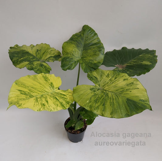 Alocasia gageana aureovariegata 'Premium' 14cm