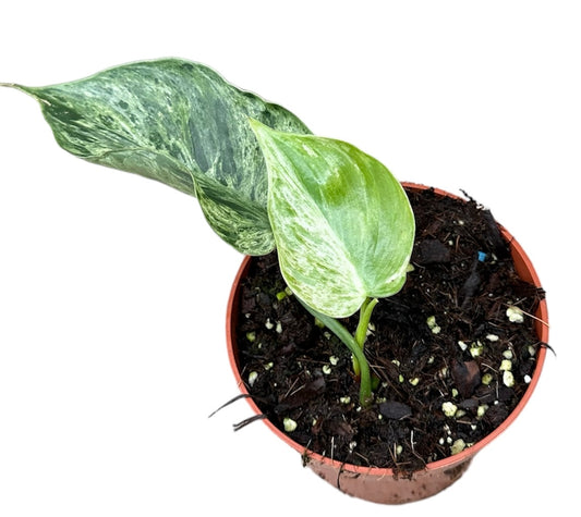 Philodendron hederaceum oxycardium Variegata