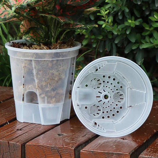 Transparent Self Watering Pot for Alocasias - NEW SIZES