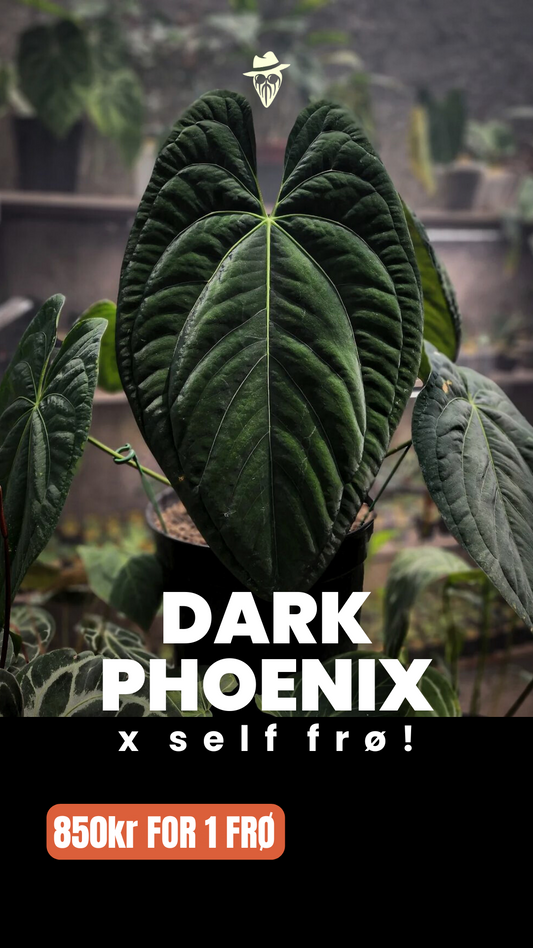 Frø: Dark Phoenix x self