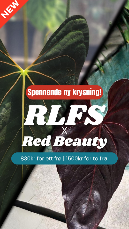 Frø: RLFS x Red Beauty