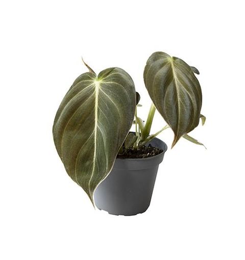 Philodendron melanochrysum - Baby Plante