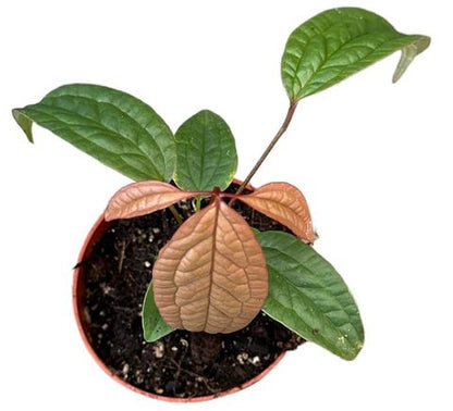 Anthurium arisaemoides