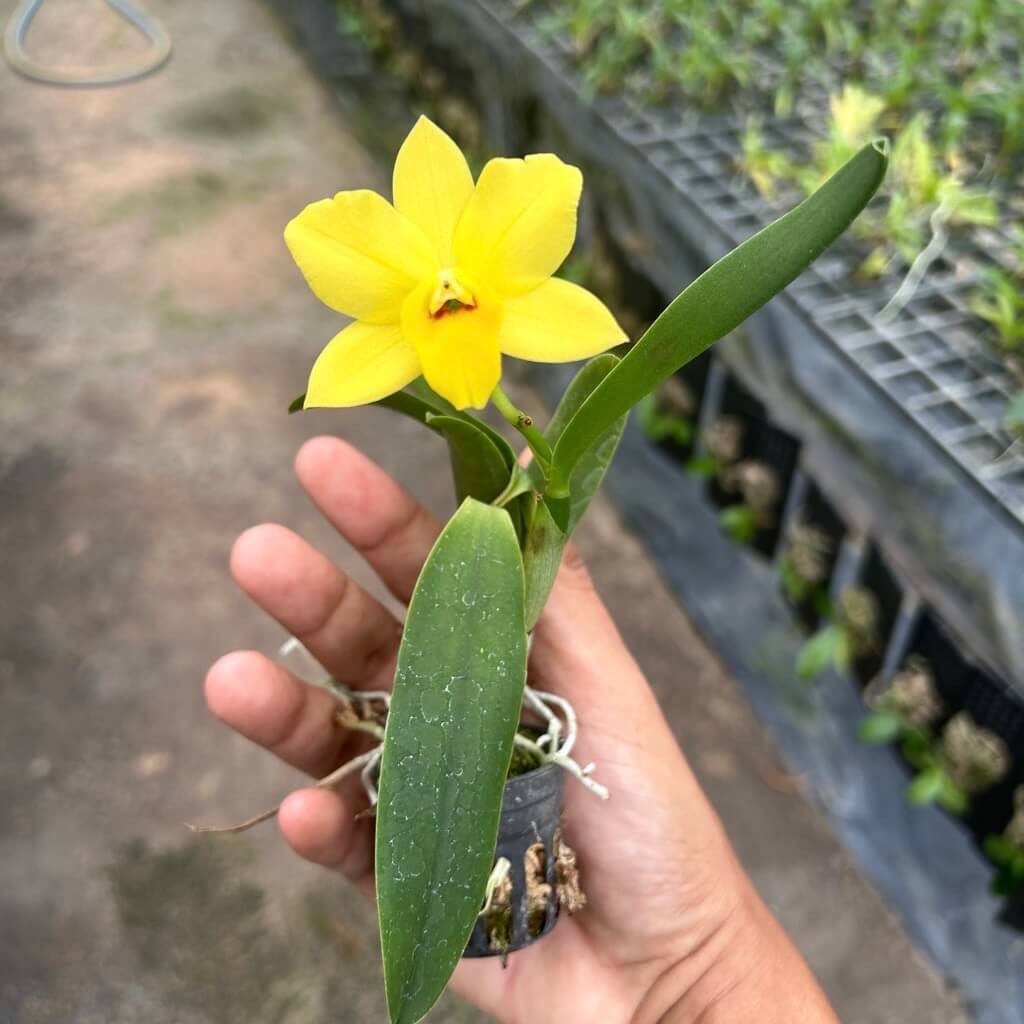 Cattleya Yellow miniature