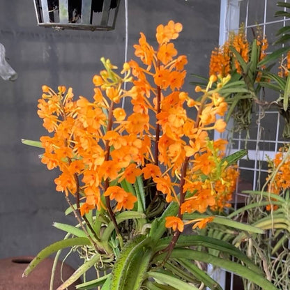 Vanda miniata