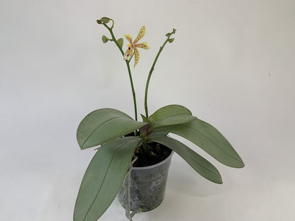 Phalaenopsis mannii x stuartiana