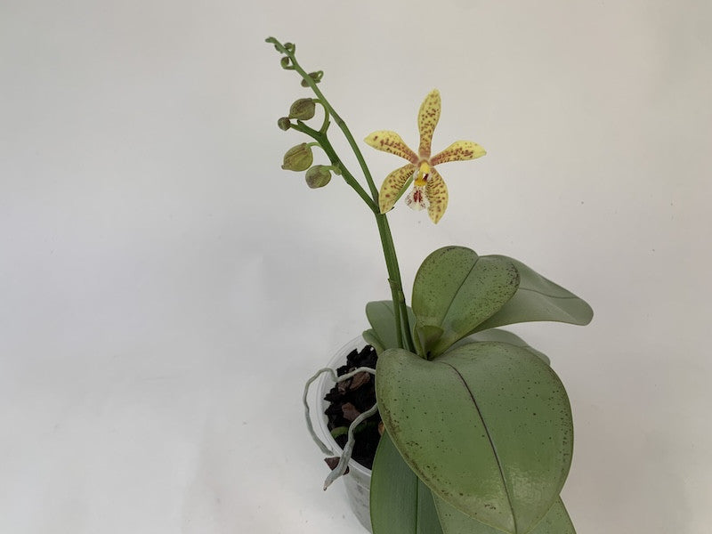 Phalaenopsis mannii x stuartiana