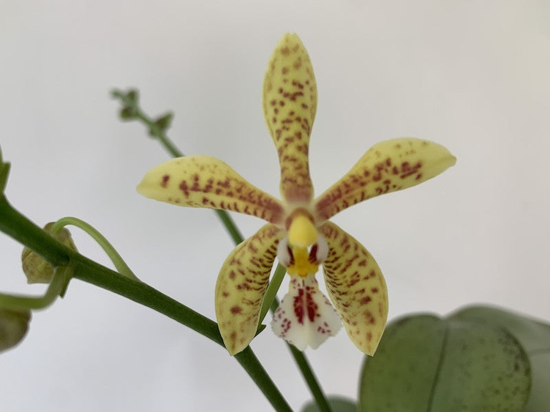 Phalaenopsis mannii x stuartiana