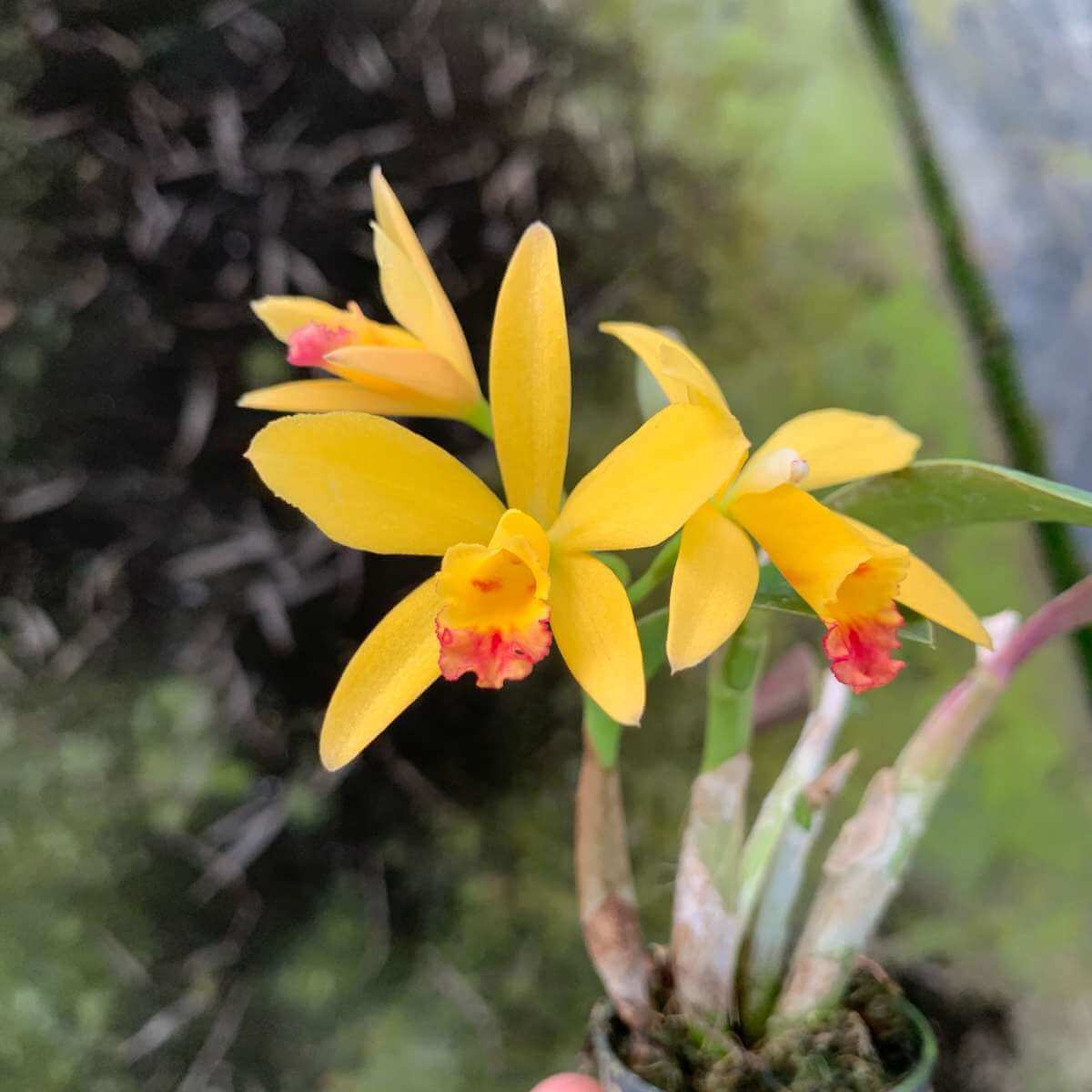 Cattleya Yellow Doll