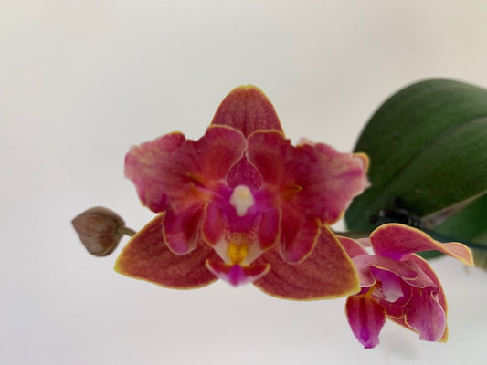 Phalaenopsis 'Dusty Belle'