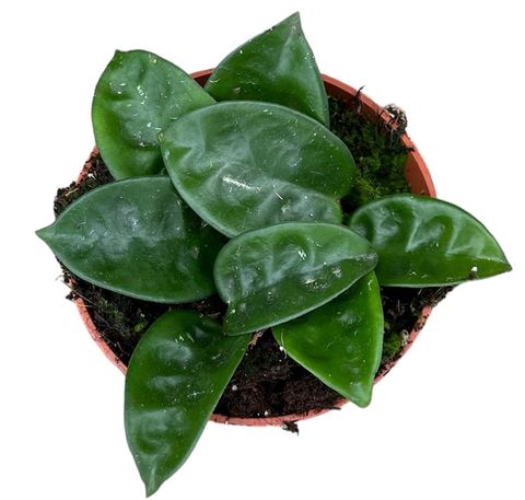 Hoya carnosa 'Krinkle 8'