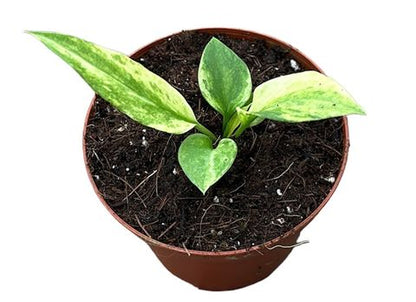 Anthurium vittariifolium 'Variegata'