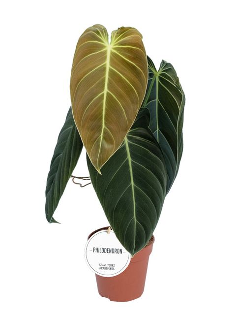 Philodendron melanochrysum - Stor