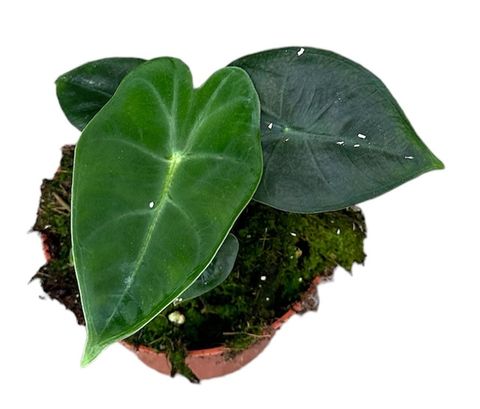 Alocasia micholitziana 'Frydek'