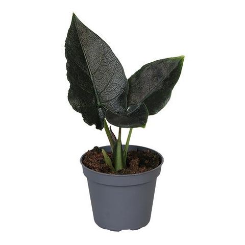 Alocasia 'Antoro Velvet'