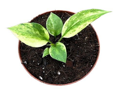 Anthurium vittariifolium 'Variegata'