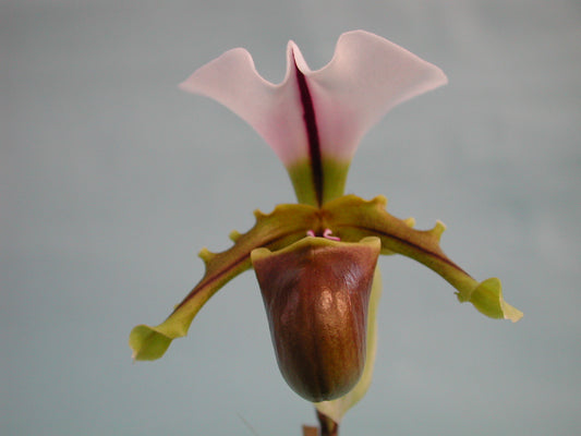 Phalaenopsis spicerianum