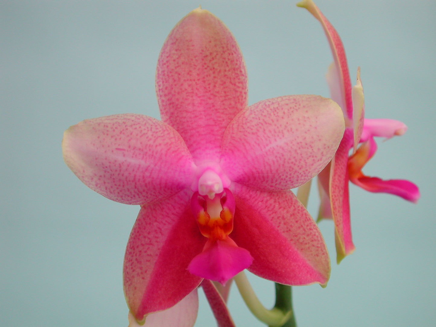 Phalaenopsis 'Liodoro'