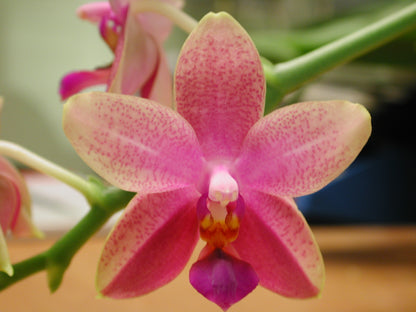 Phalaenopsis 'Liodoro'