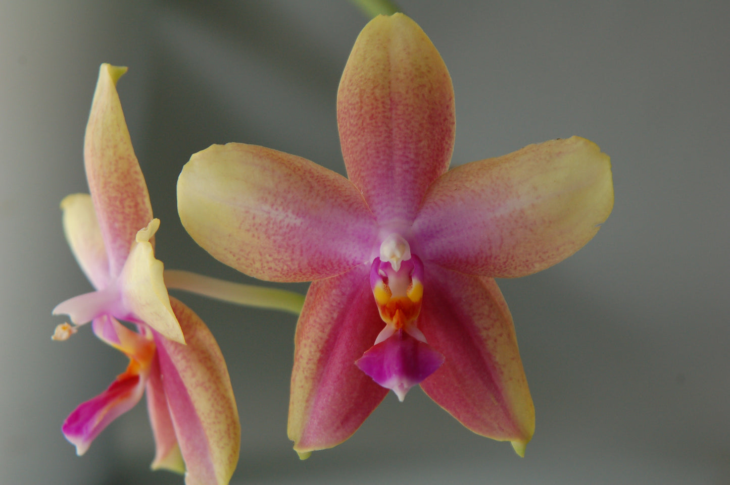 Phalaenopsis 'Liodoro'