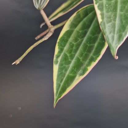 Hoya macrophylla albomarginata