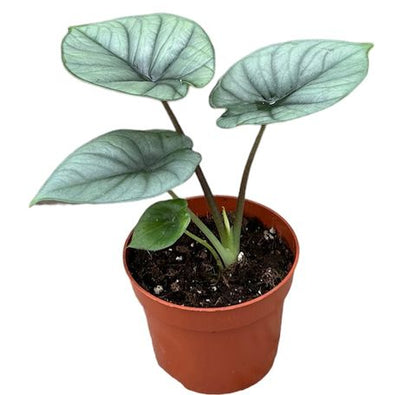 Alocasia 'Platinum'